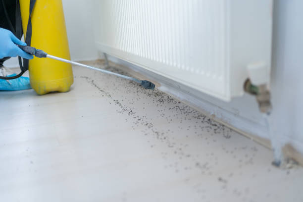 Best Flea Control Services  in Pennsboro, WV