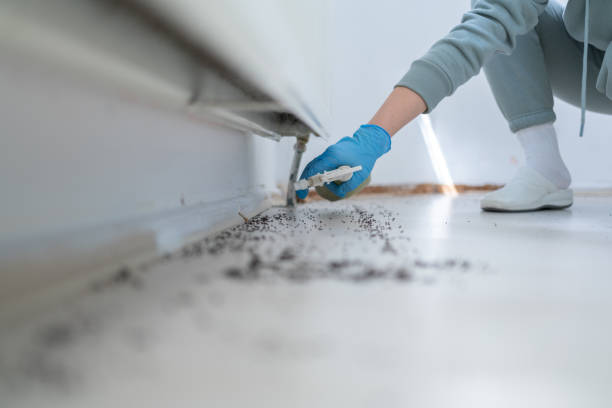 Best Flea Control Services  in Pennsboro, WV
